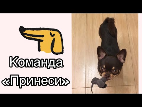 Видео: Как научить собаку приносить игрушки