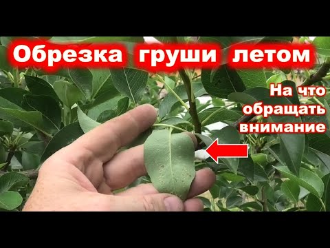 Видео: Летняя ОБРЕЗКА ГРУШИ. На что обращать внимание.