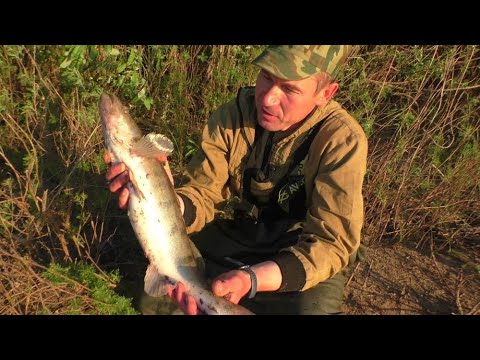 Видео: РЫБАЛКА с НОЧЁВКОЙ! ТАКАЯ РЫБАЛКА ЗАПОМИНАЕТСЯ на ВСЮ ЖИЗНЬ!!! В этот раз ТРОФЕИ!