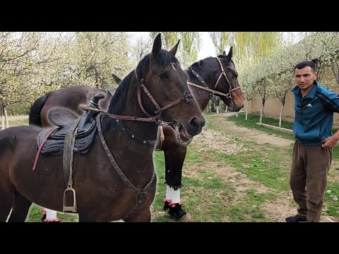 Видео: ТОЙНИ ПУЛИГА ОТ ОЛАРМИДИЗ.. SARDORDA NARHI ARZON OTLAR SOTILADI.#Otbozor #Horse #Shorts
