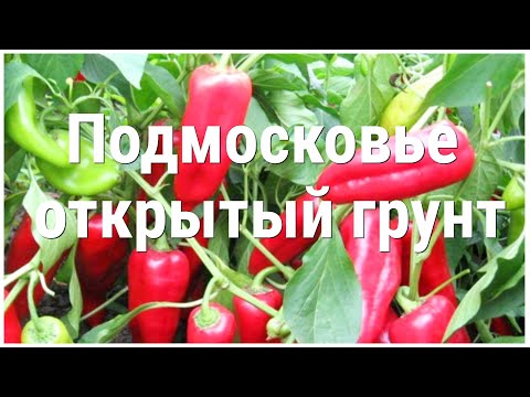 Видео: И в открытом грунте ЭТИ ПЕРЦЫ Дадут ОТЛИЧНЫЙ УРОЖАЙ!