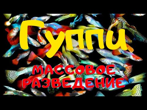 Видео: Рыбки ГУППИ - СОДЕРЖАНИЕ, РАЗВЕДЕНИЕ, КОРМЛЕНИЕ И ЛЕЧЕНИЕ. (English subtitles)