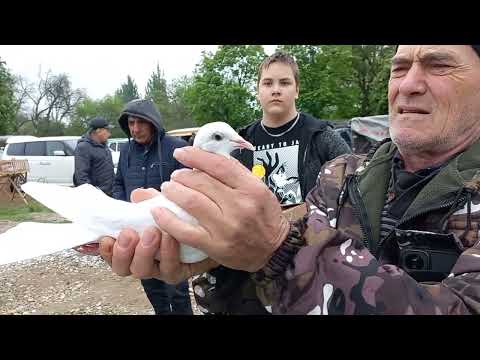 Видео: Птичий рынок. Кропоткин. 27.04.2025. 1 стадия.