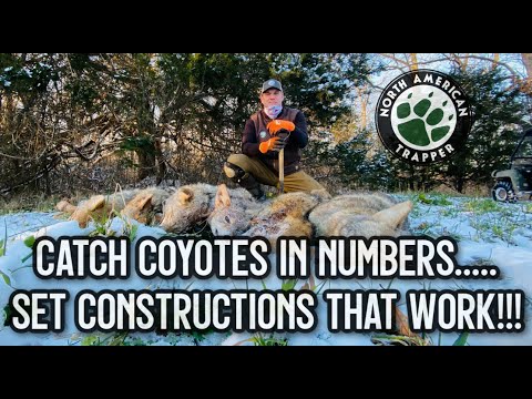 Видео: ПОЙМАЙТЕ КОЙОТОВ В МНОЖЕСТВЕ.....УСТАНОВИТЕ КОНСТРУКЦИИ, КОТОРЫЕ РАБОТАЮТ!!!