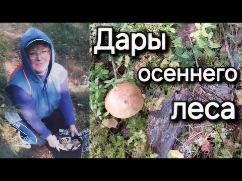 Видео: В лес по грибы и ягоды-Нам много не надо,что найдём-то наше! // Красота эстонского леса //
