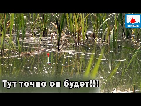 Видео: Рыбалка на поплавки в окнах камышей на муть! Поймать крупного карася! 33 серия