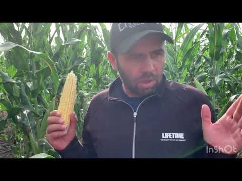 Видео: Обзор культур посеянных в озимую рожь ( кукуруза, соя,подсолнечник) состояние на 2.09.2022