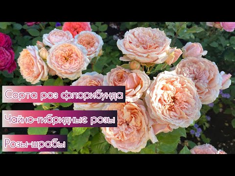 Видео: Сорта роз флорибунда, чайно-гибридные розы и розы-шрабы в моем саду (Урал, 2-3 зона)