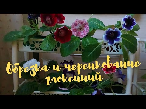 Видео: Мои глоксинии. Обрезка и результат(спустя 10 дней)