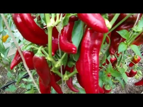 Видео: Очень урожайный 2022 год!  Перцы.  Огурцы. Кабачки. Тыква.  Томаты. Сельдерей.