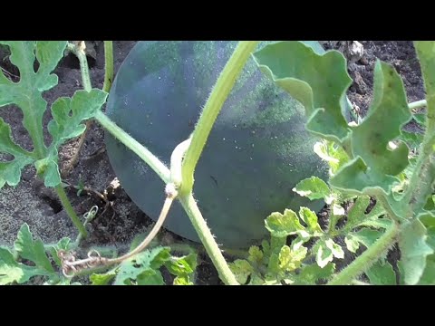 Видео: Как выбрать на грядке спелый АРБУЗ.