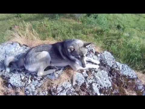 Видео: Сплав по Вишере, 2-й день.