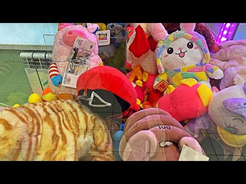Видео: ОГРОМНАЯ ИГРУШКА ИЗ ИГРЫ В КАЛЬМАРА В АППАРАТЕ С ИГРУШКАМИ / ДЕНЬГИ И ОГРОМНАЯ СВИНЬЯ В ХВАТАЙКЕ!!!