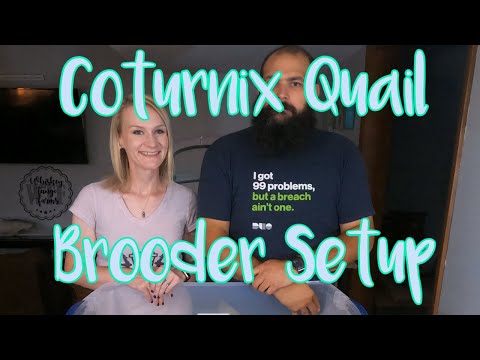 Видео: НАСТРОЙКА БРУДЕРА: Перепела породы Котурникс | Что нужно знать, чтобы настроить брудер для перепе...