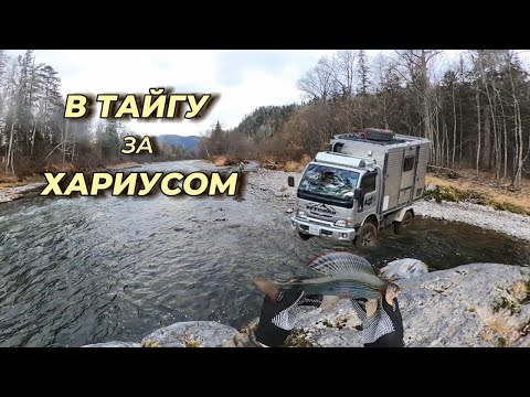 Видео: В Тайгу за Хариусом