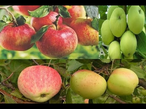 Видео: СОРТА ЯБЛОНЬ, КОТОРЫЕ ПЛОДОНОСЯТ КАЖДЫЙ ГОД
