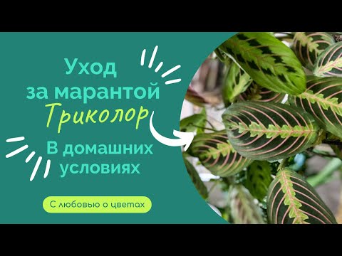 Видео: 🍃МАРАНТА ТРИКОЛОР🍃Уход и содержание в домашних условиях‼️