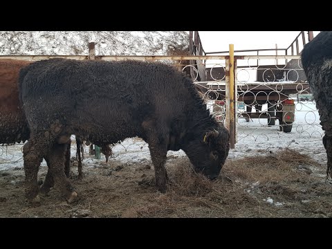 Видео: 2 замеры бычков и коров. Сколько прибавили за 48 дней.