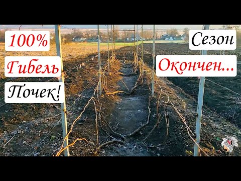 Видео: 100% ГИБЕЛЬ почек ВИНОГРАДА! Сезон ОКОНЧЕН…
