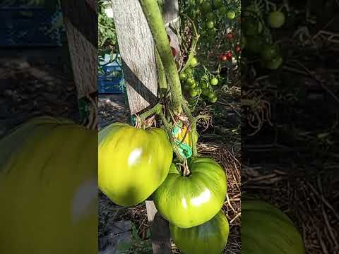 Видео: Последний, надеюсь, ролик с урожайных грядок.