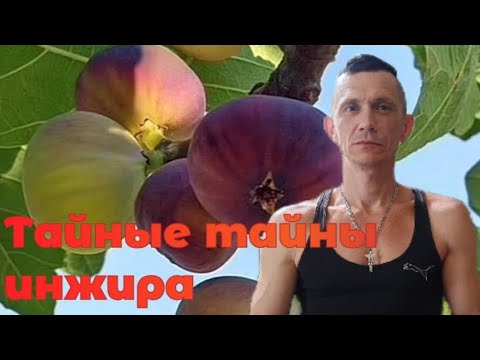 Видео: Главный секрет инжира