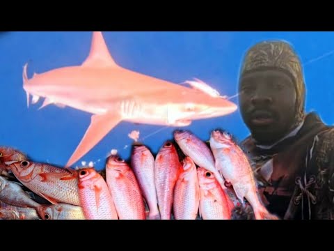 Видео: Огромная тигровая акула охотилась на рыбу в моей ловушке и попалась