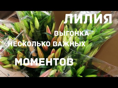 Видео: ЛИЛИЯ. Важные моменты при выращивании #выращиваниелилий #лилия