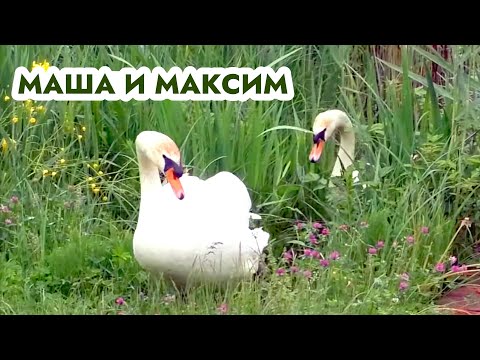 Видео: Лебеди на горном озере. Жизнь продолжается!