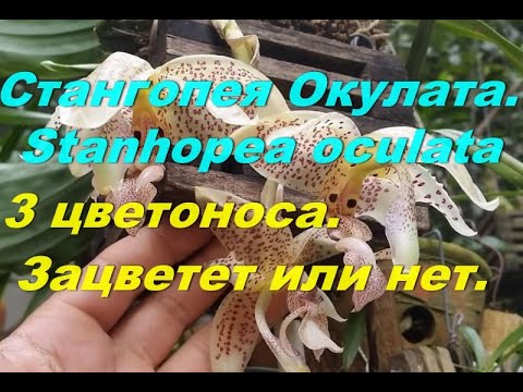 Видео: Зацветет или НЕТ.  ОРХИДЕЯ  Стангопея Окулата  Stanhopea oculata