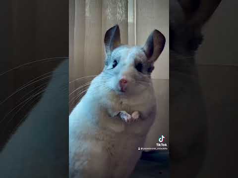 Видео: B память о Пломбирчике Chinchilla Plombirchik