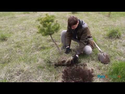 Видео: Ямадори - охота на бонсай