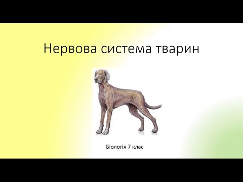 Видео: Біологія. Тварини. Нервова система тварин