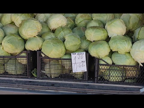 Видео: Топлото време забави подготовката за киселото зеле в Русе