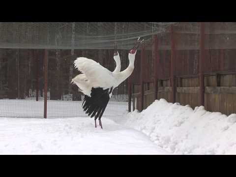 Видео: Док.фильм - Повесть о белых журавлях