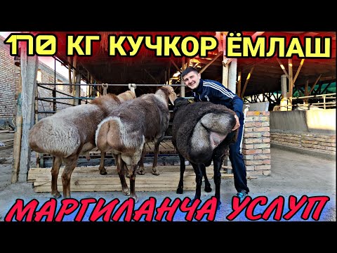 Видео: УЙ ШАРОИТИДА 170 КГ КУЧКОР БОКИШ БИЗНЕСИ