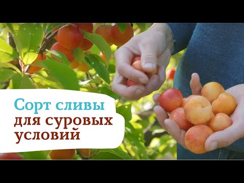Видео: Восхитительная слива Веста