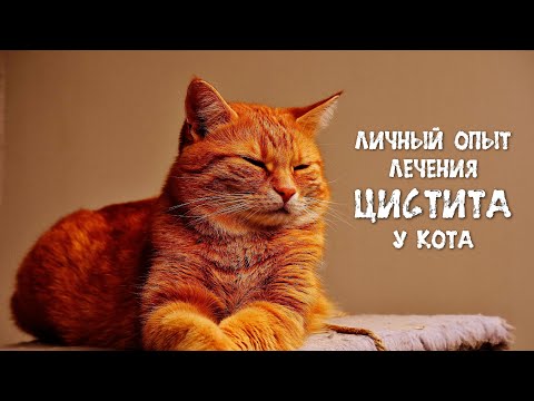 Видео: Камень в мочевом пузыре у кота / Цистит у кошек / Лечение