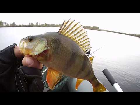 Видео: ловим окуней на Блесна вертушка Lucky John Bonnie Blade