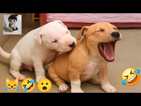 Видео: Уморительные моменты с животными 2025 года | Попробуй не засмеяться – Лучшая подборка про кошек и...