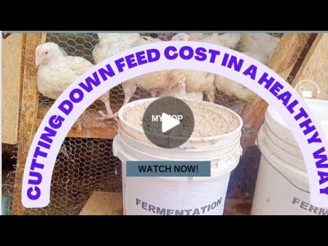 Видео: Зачем и как ферментировать куриный корм