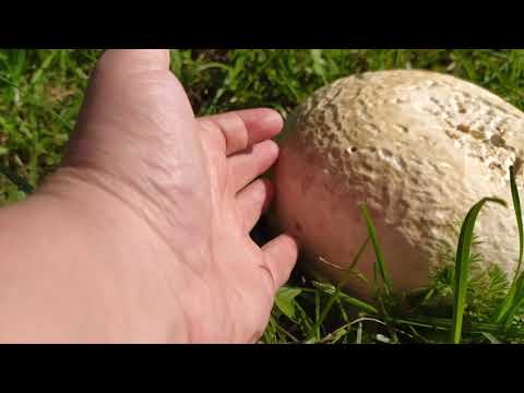 Видео: Мой опыт содержания коз