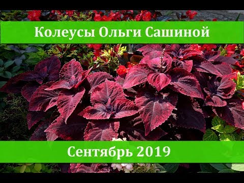 Видео: КОЛЕУСЫ ОЛЬГИ САШИНОЙ в сентябре 2019