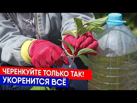 Видео: Черенкуйте только так!  Укоренится всё