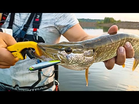 Видео: Я Кайфую от Таких Поклёвок, рыбалка на спиннинг, Река Уфа...