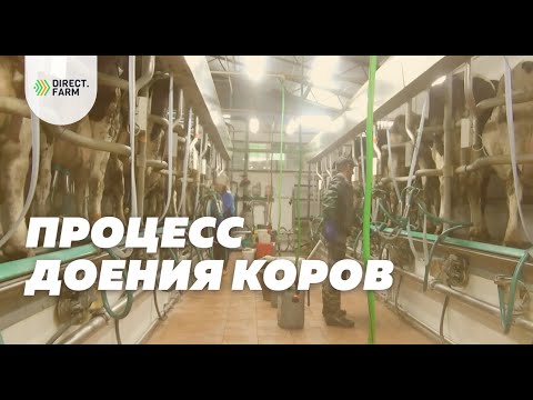 Видео: Подробный процесс доения голштинских коров в доильном зале елочка