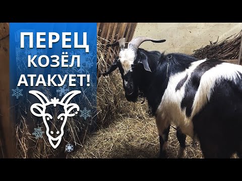 Видео: Самый экстремальный выпуск! | Как содержать молодого козла?