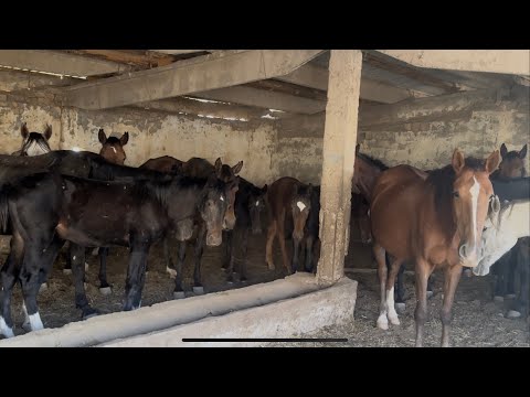 Видео: Самикул Ажынын Уйур Бээлери24 сентября 2025 г.