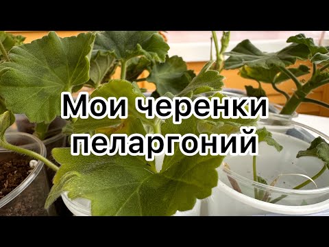 Видео: Мои черенки сортовых пеларгоний🔥🥰#flower #цветыдлядома #цветы #пеларгония 