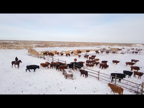 Видео: Тарихи отанына қоныс аударған қандас отбасы | Ақсуат – 2025