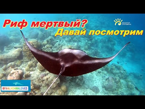 Видео: Снорклинг на Мальдивах (Фихалхохи) Отпуск Золотая середина Выпуск 16.1